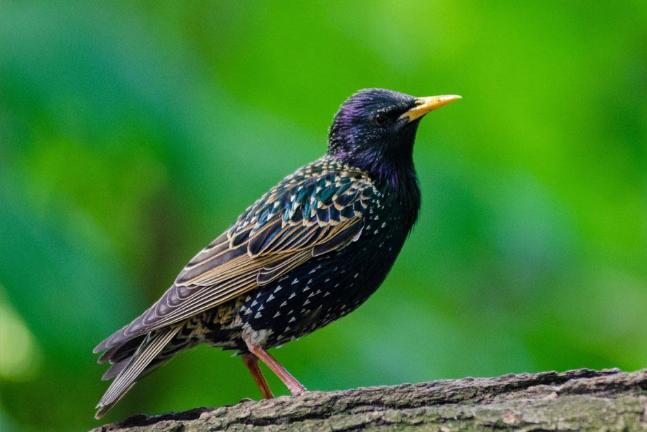 Starlings